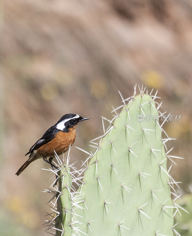 Male Moussier's Redstart, Phoenicurus moussieri